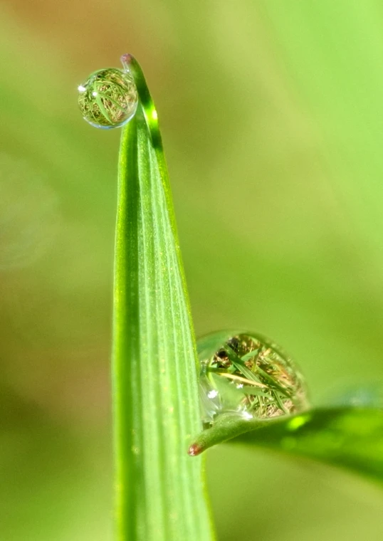 two water droplets are placed on the tip of a grass blade