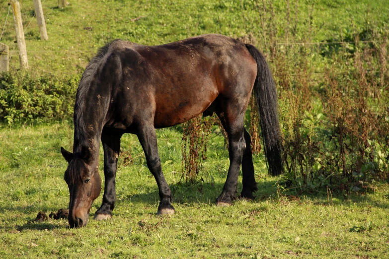 a brown horse grazing in an open grassy field