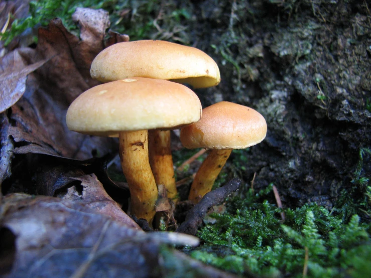 a group of small mushrooms standing next to a tree