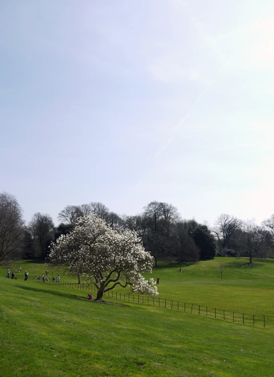 a tree with a white flower on its in the middle of a field