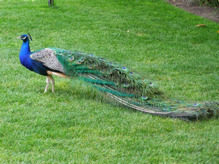 a peacock in an open green grassy area