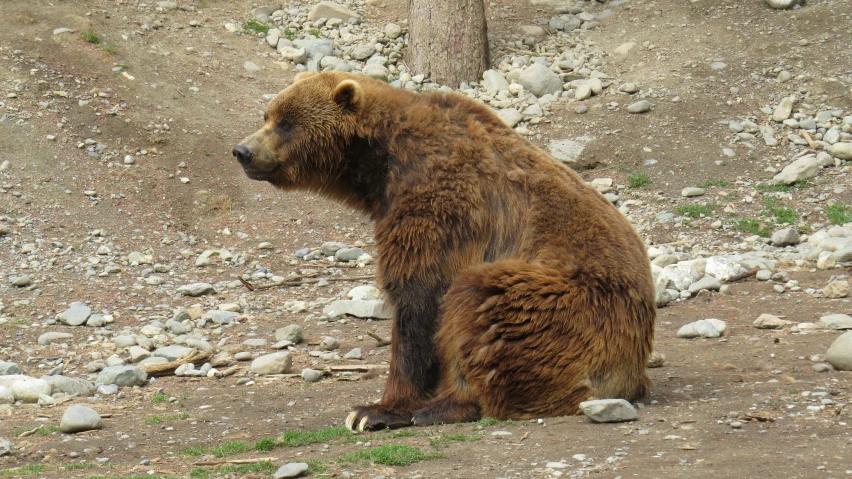 a bear sits on the ground, looking down at soing