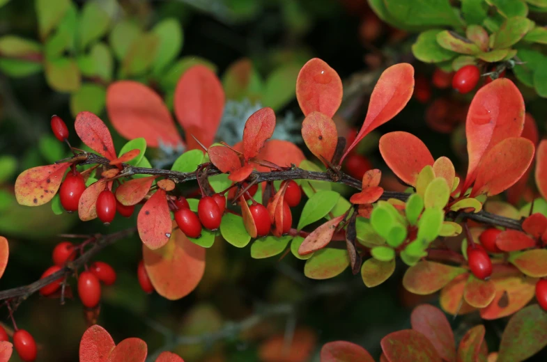 the bright red berries are just starting to turn red