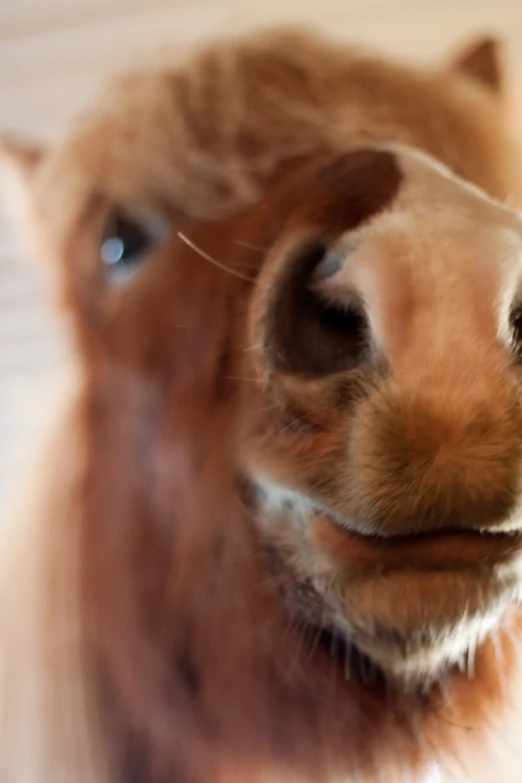 the face of a camel looking forward at soing