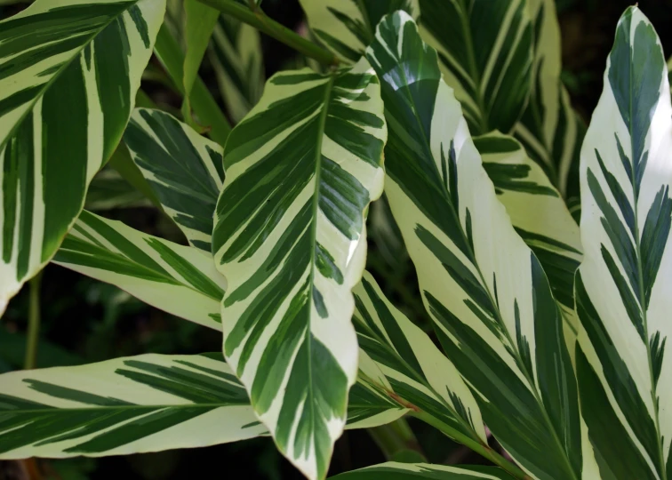 the striped foliage is showing green and white colors