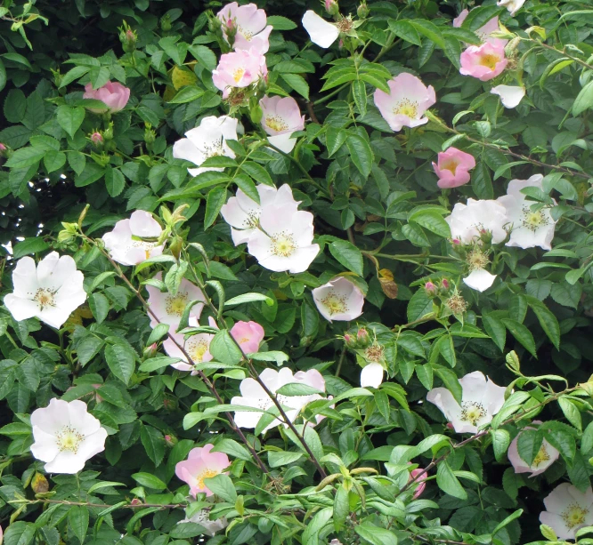 pink flowers are blooming on a tree