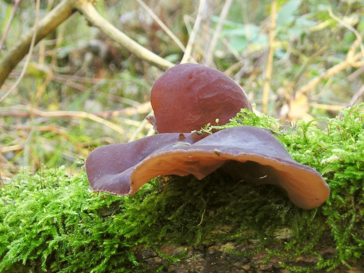 a mushroom sits on top of a moss covered log