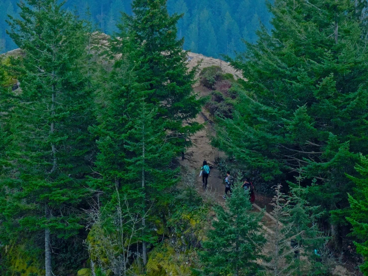 people hiking on trail next to trees in forest