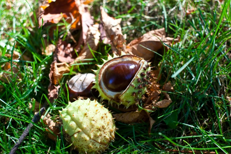an acorn has two different types of fruits and is in grass