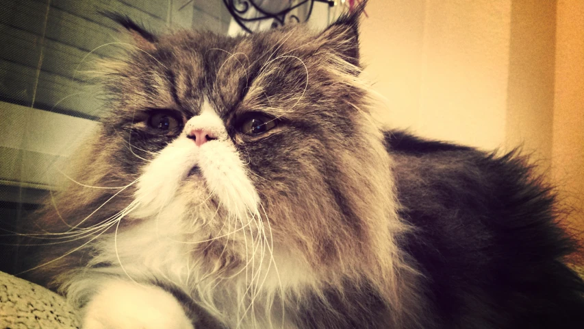 a long haired cat laying on top of a couch