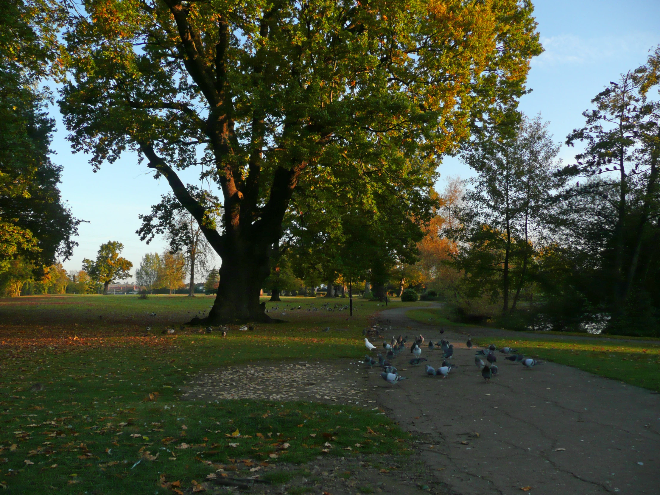 a number of birds walking around in a field