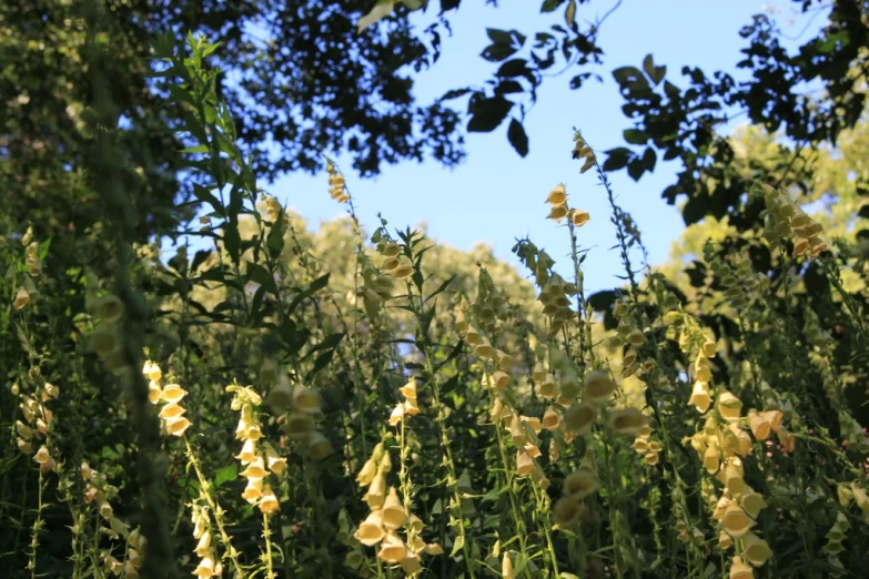 yellow flowers with green leaves and nches in the sun