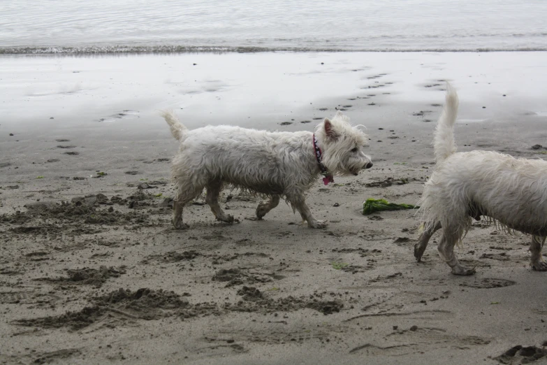 two white dogs are on the beach