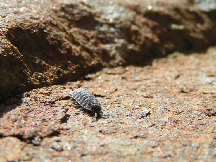 a black and white insect that is on some rocks