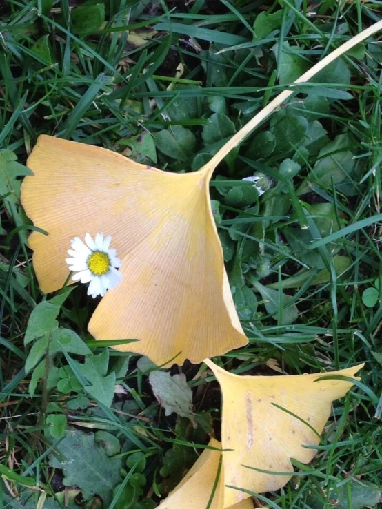 some leaves laying in the grass with a flower sticking out