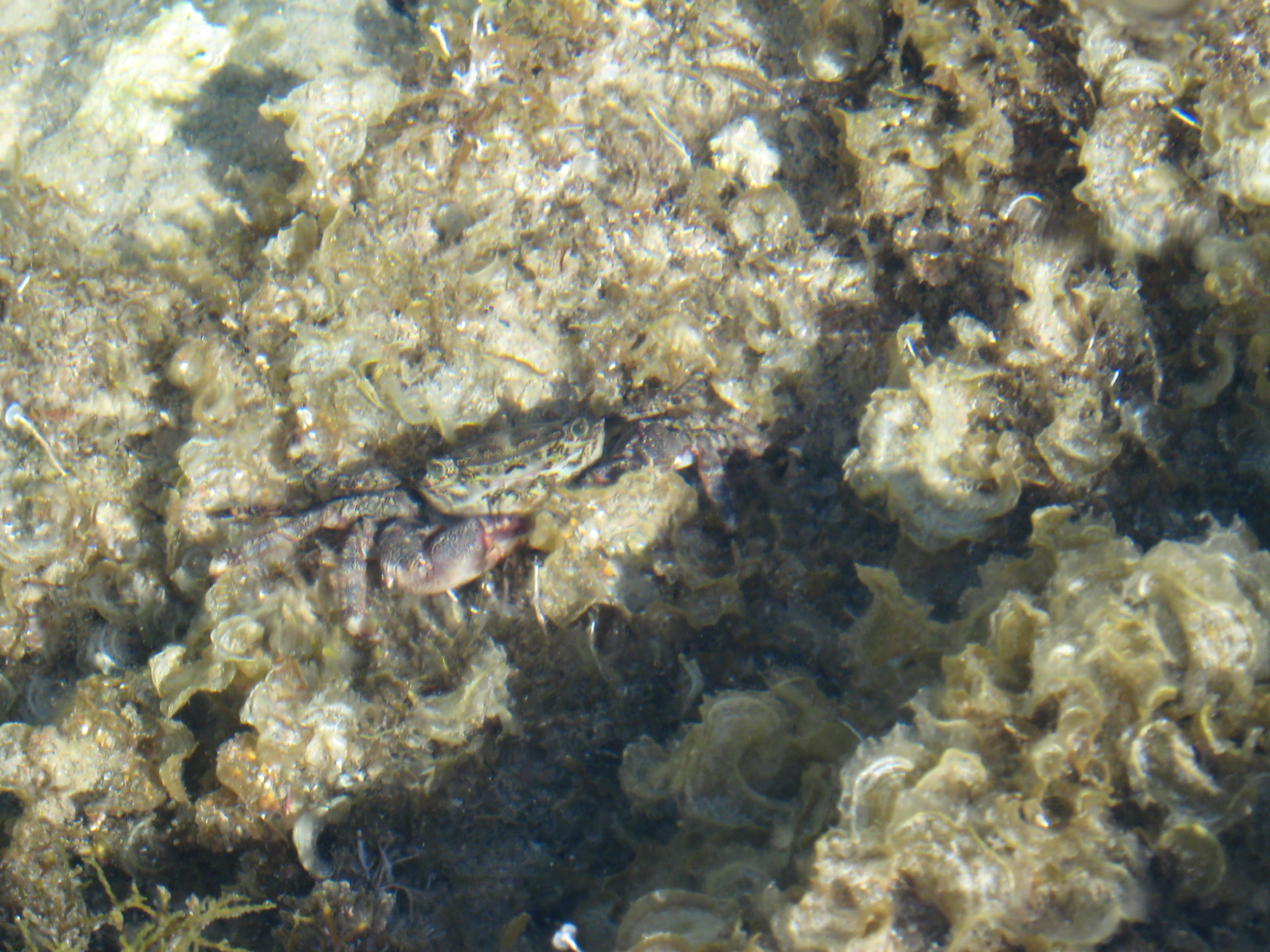 a closeup of some sort of reef, possibly in the water