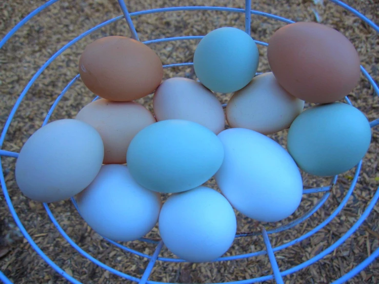 eggs arranged in an egg - laying bowl on a floor