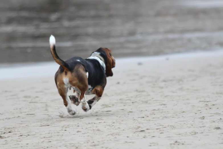 a dog is running across the beach