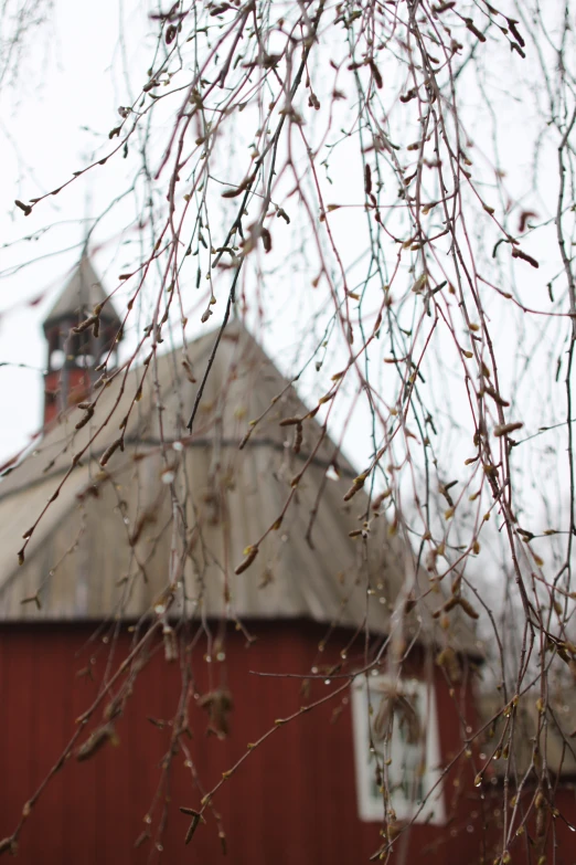 the barn is red with nches with flowers