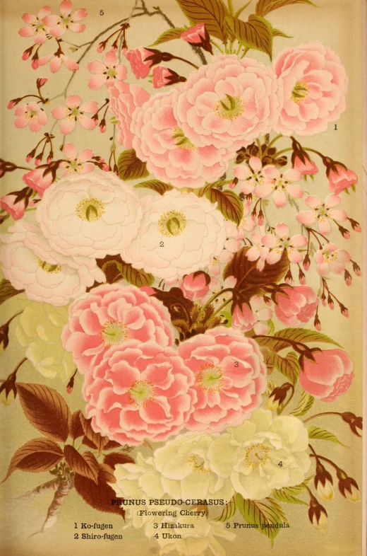 an old fashion flowered illustration with pink roses