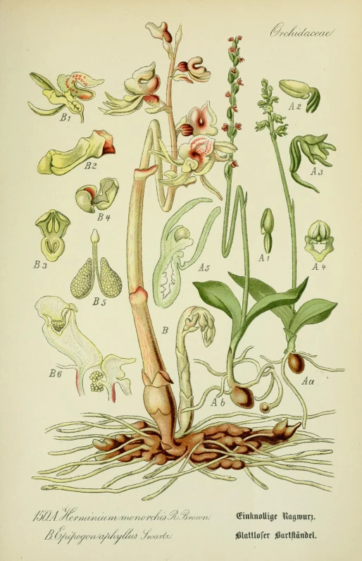 the plant is shown in an old book