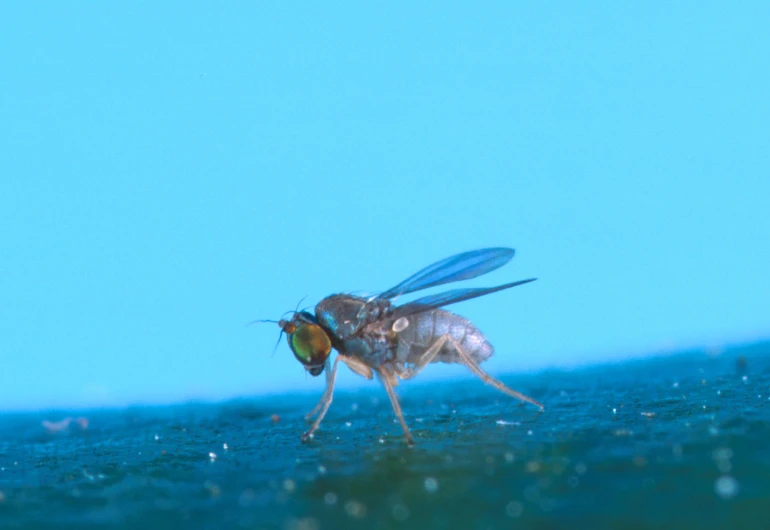 a close up image of a fly above water