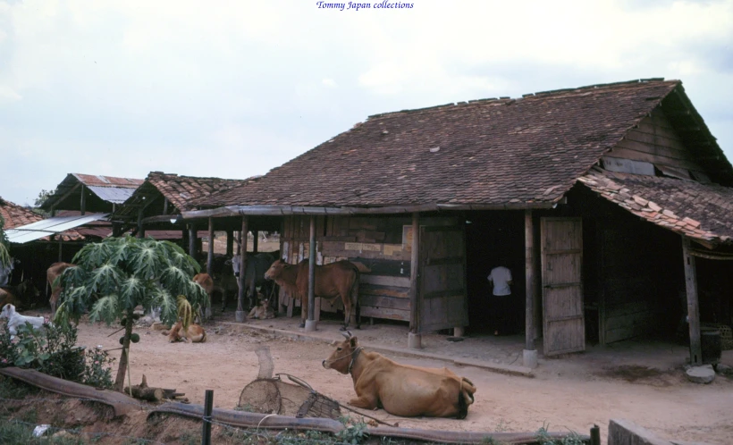 cattle in their fenced out area of a rustic house