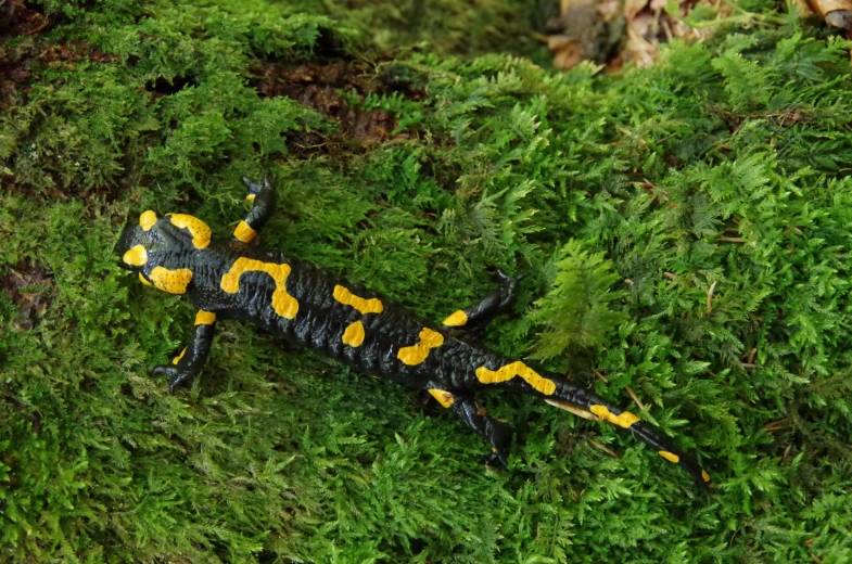 a yellow and black gecko standing on green vegetation