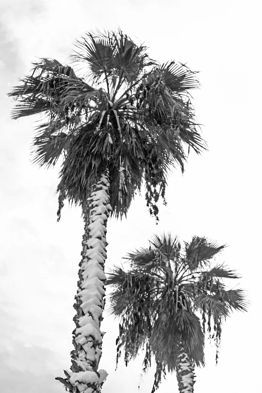 a couple of palm trees in black and white