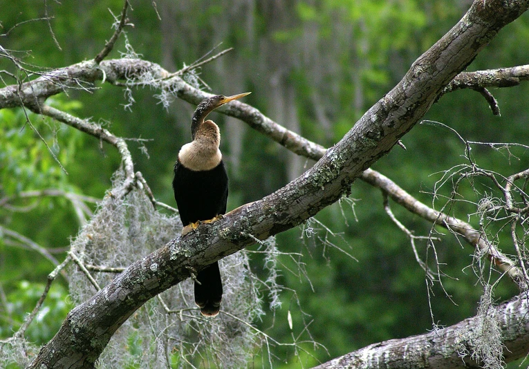 a large black bird is perched in a tree