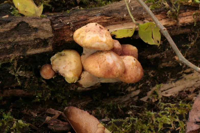 a mushroom sitting on the ground in the forest