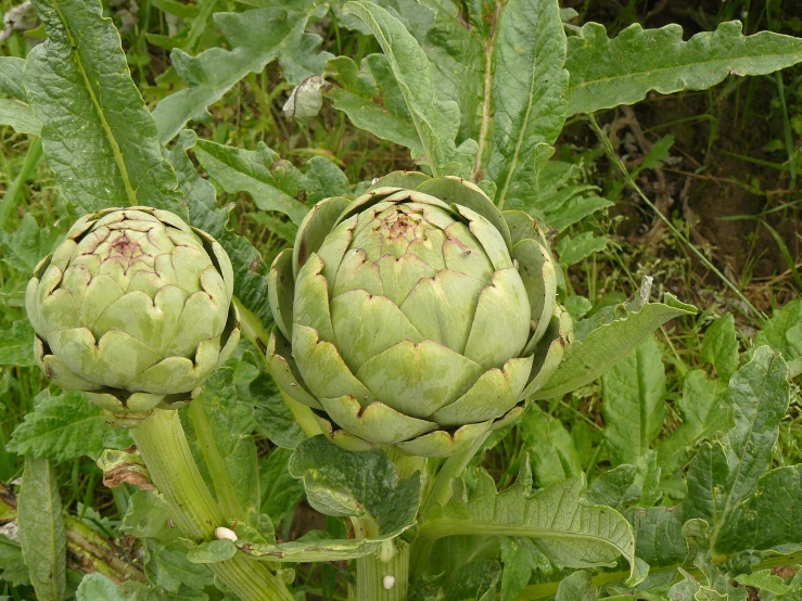 two artichokes growing in the plant outdoors