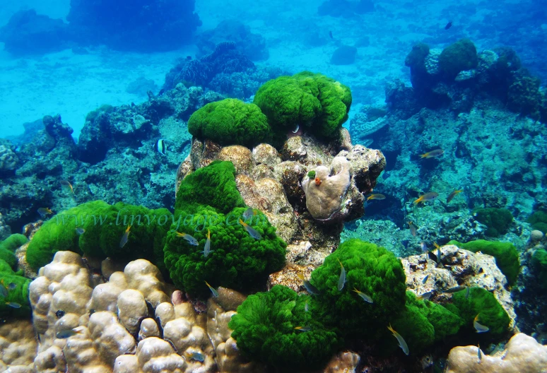 a reef fish and seaweed growing on a reef