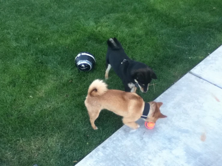 two dogs are playing with an frisbee in the grass