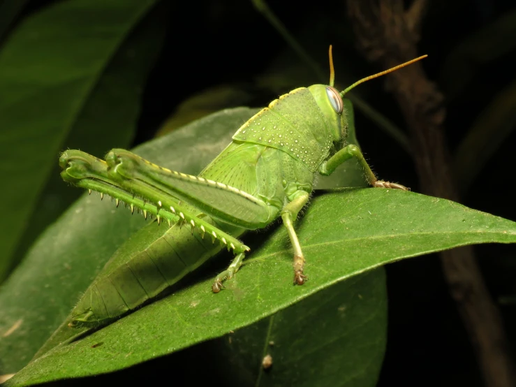 a very pretty green bug perched on a leaf