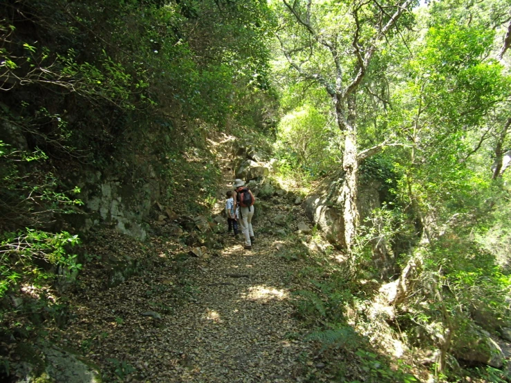 the hikers are walking up the hill in the woods