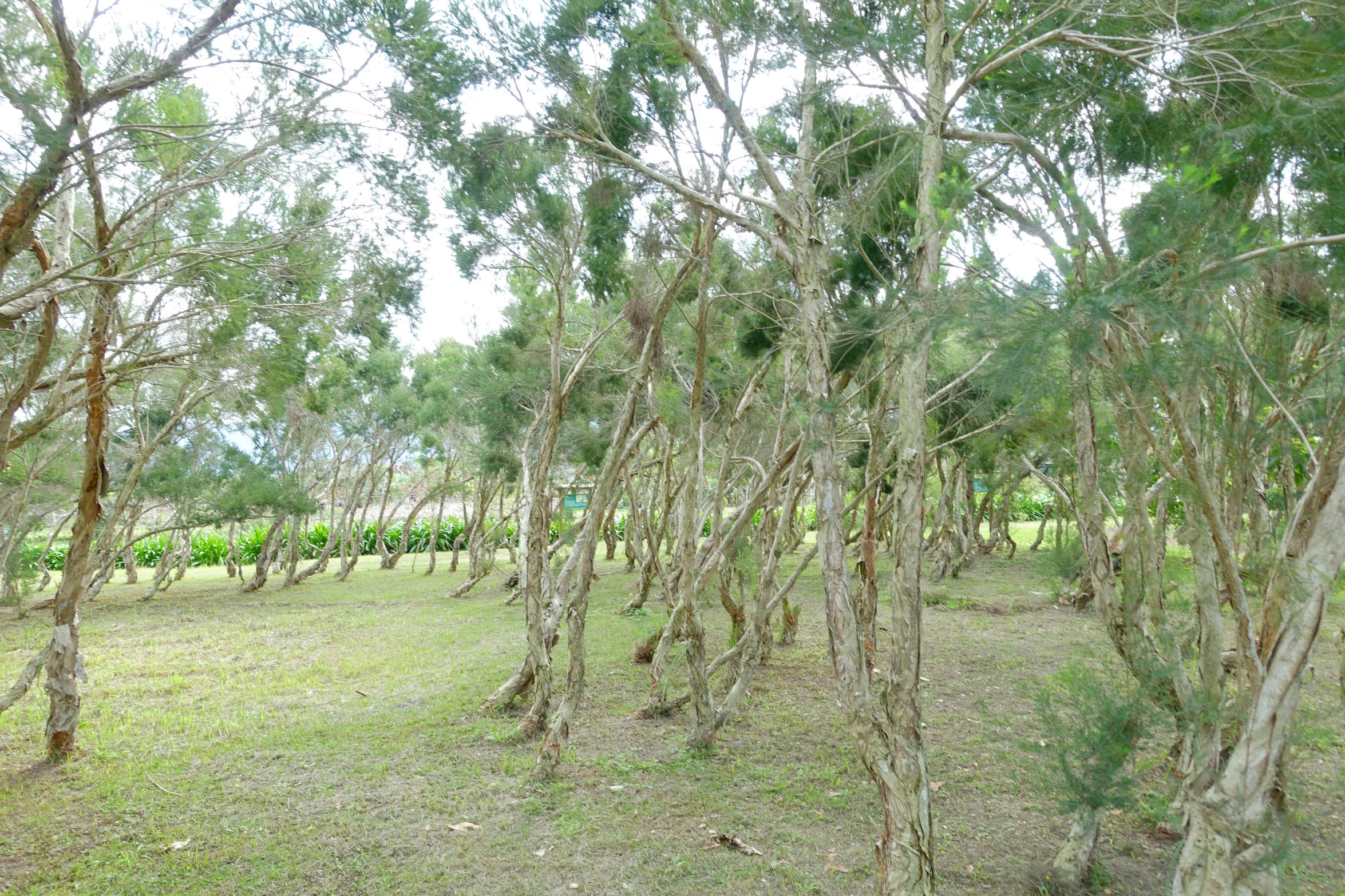 a row of trees in an open field with a few people