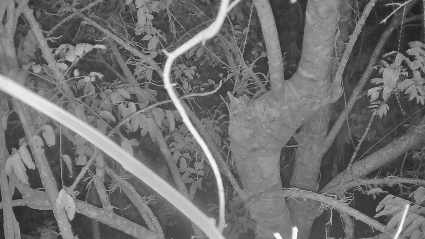 a black and white po of a tree in the middle of forest