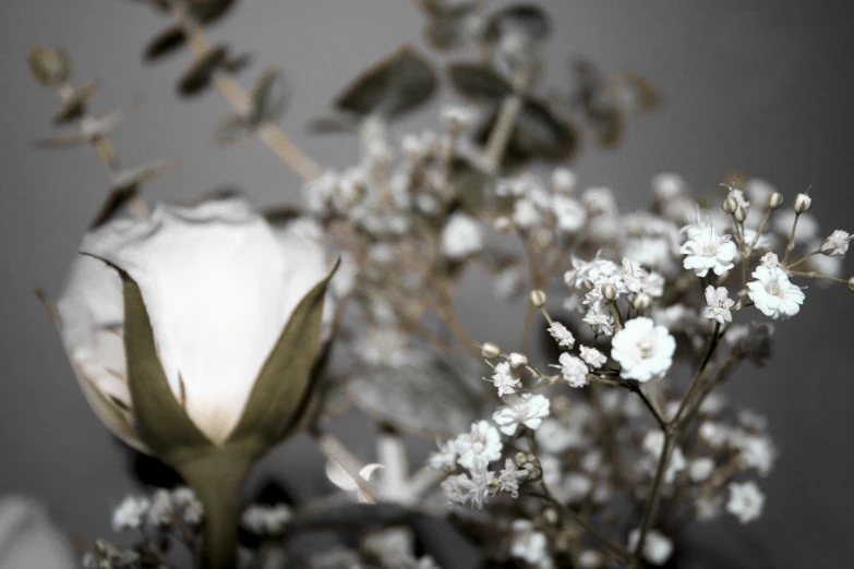 a vase with a bunch of white flowers in it