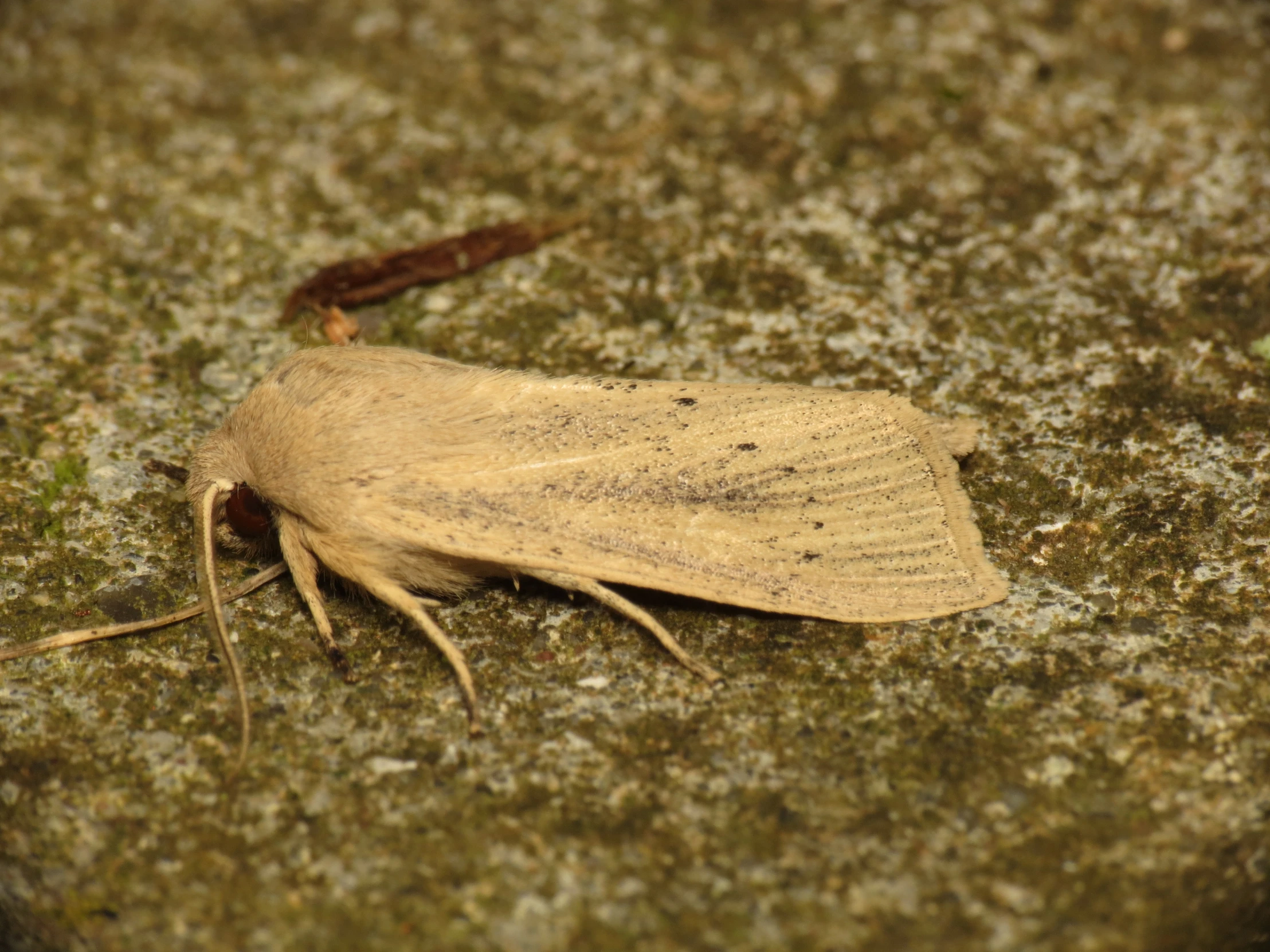 a small brown insect laying on top of a moss