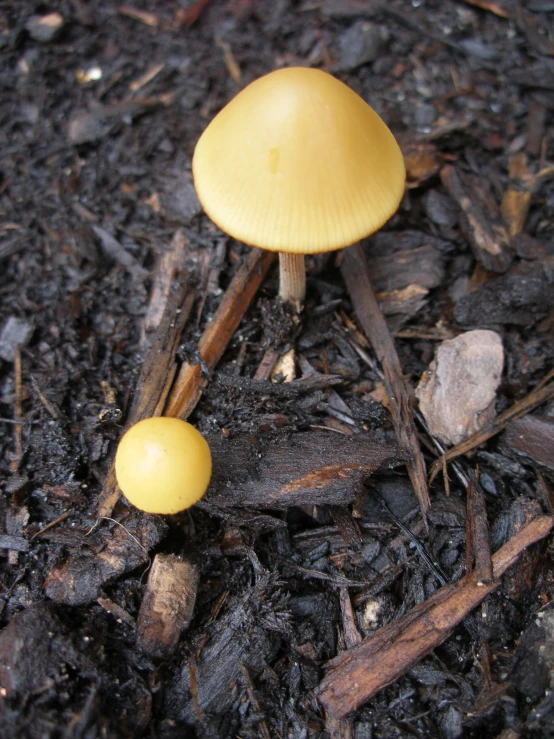 two little yellow mushrooms are growing in the ground
