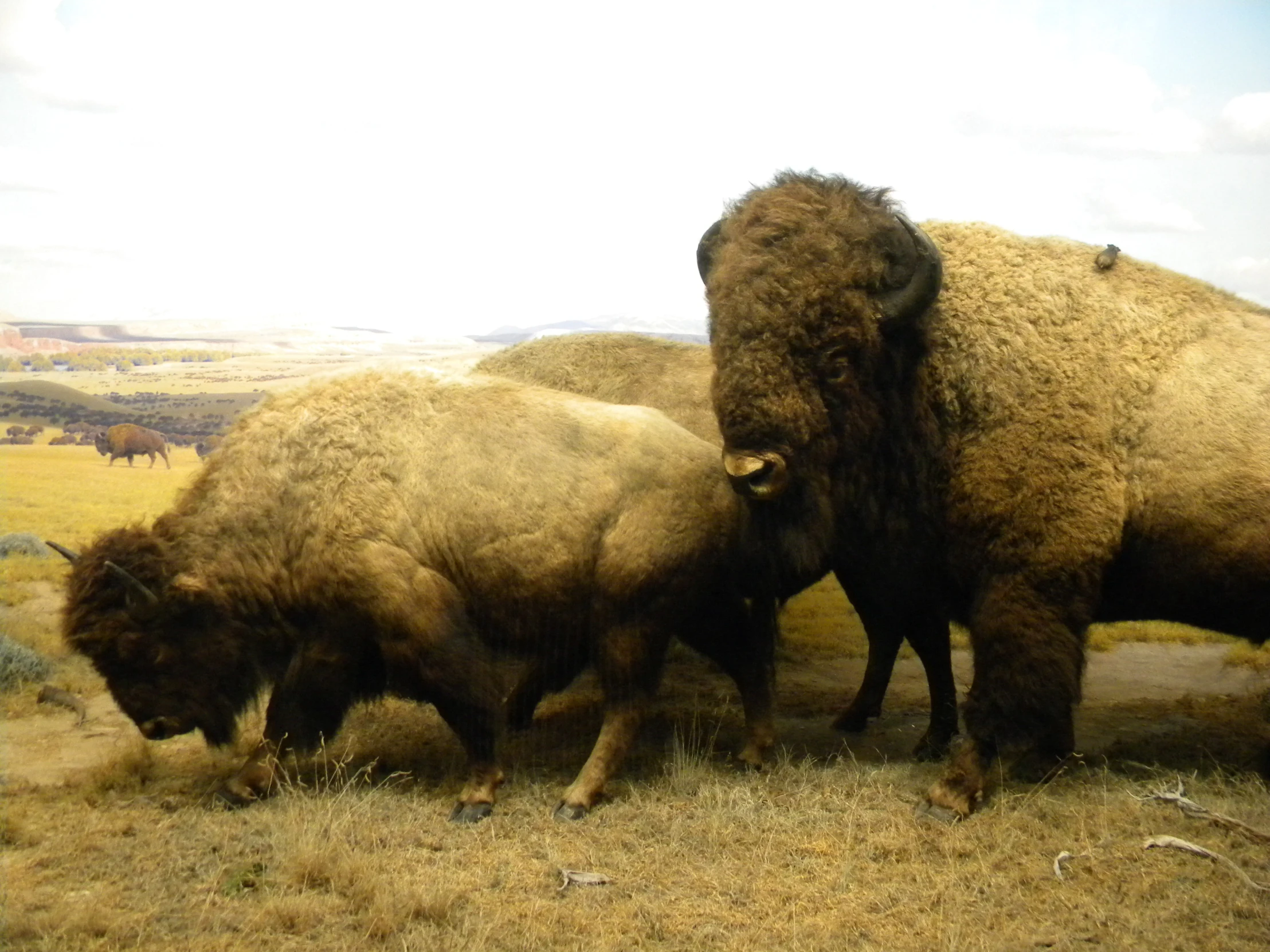 a large buffalo and a smaller bison grazing