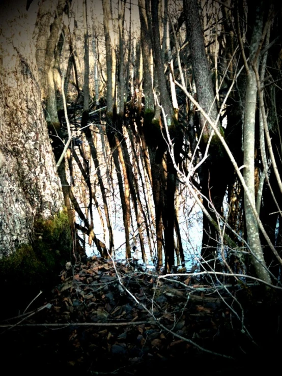 a water hole with many bare trees and grass