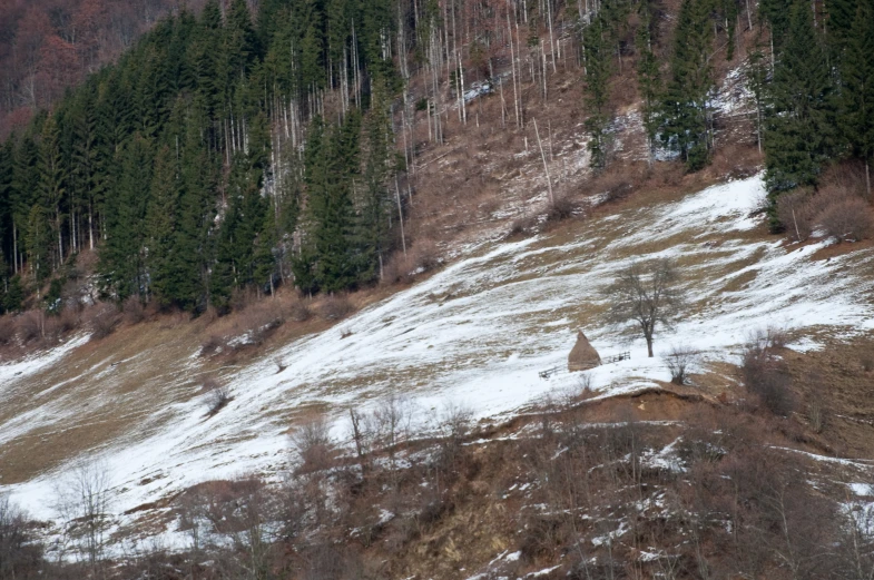 two trees sit on top of a hill