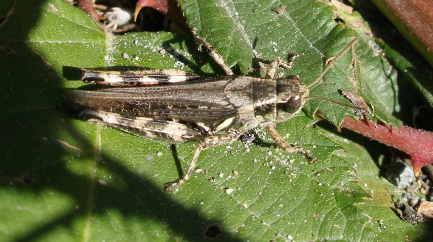 small bugs crawling on the leaves of a large plant