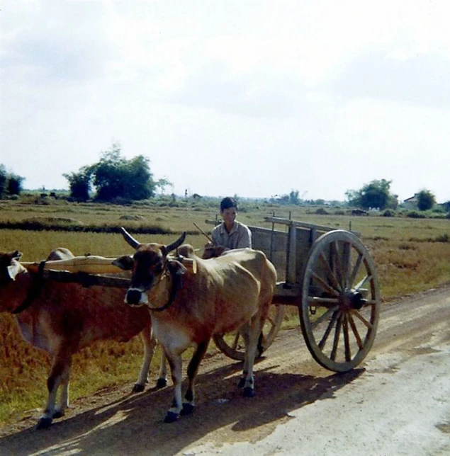 a man that is on a road with some animals