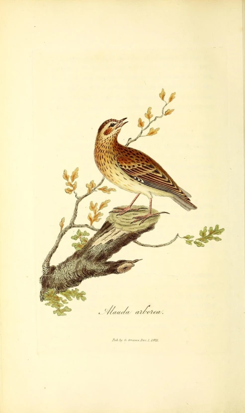 a bird sitting on a nch with flowers