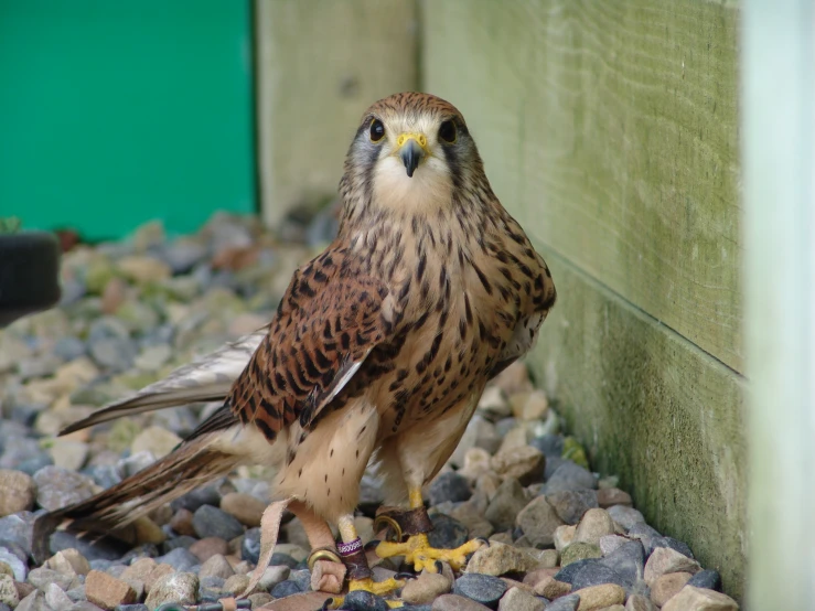 a bird that is sitting down on some rocks