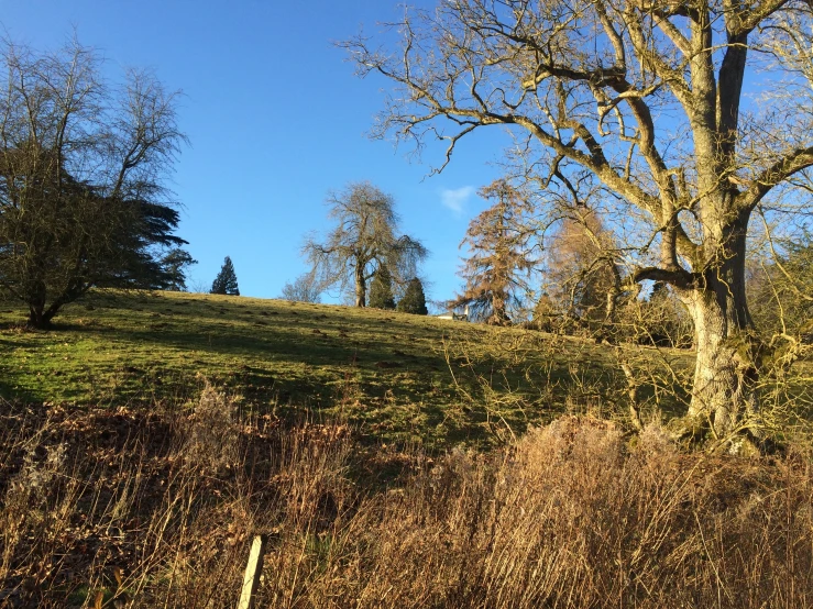 a brown, dry grassy area with several trees on the hill