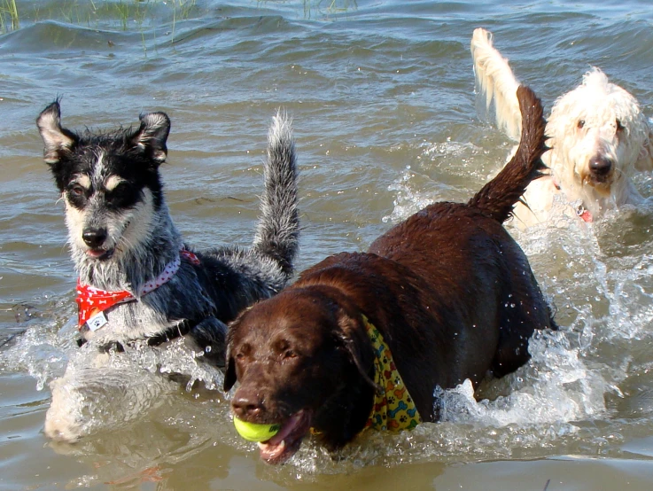 two dogs standing in water with a ball